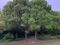 -昆山城市生态森林公园