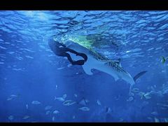 -烟台海昌鲸鲨海洋公园