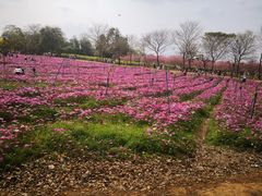 -天适樱花悠乐园