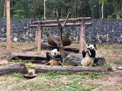 -都江堰中华大熊猫苑