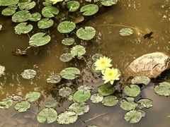 -东莞植物园