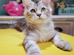 -十年猫舍·猫咪专门店(普陀店)