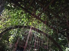 -呀路古热带植物园