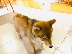 -柴务处·柴犬主题狗咖