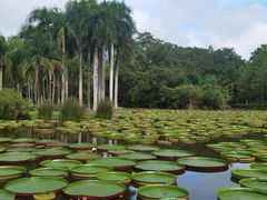 -中国科学院西双版纳热带植物园