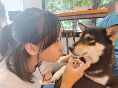 -柴犬高等学院·狗咖·柴犬售卖·宠物训练