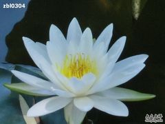 -紫竹院公园冰场