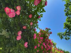 -前小桔亲子创意农场·草莓采摘·露营烧烤