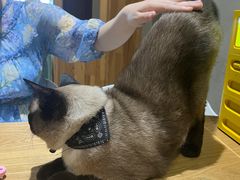 -藏猫猫咖啡主题馆(中央大道店)