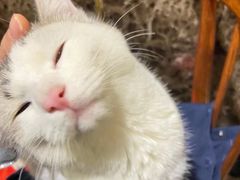 -二毛馕坑肉饭店