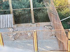 -青藏高原野生动物园