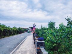 -空港花田景区