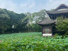 -桂湖森林公园
