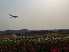 -空港花田景区