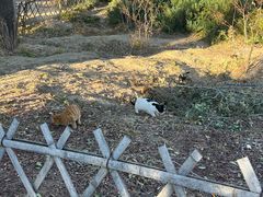 -北京西山国家森林公园