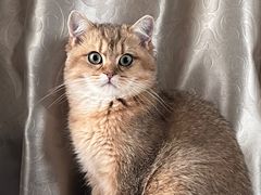 -喵zoo家庭繁育猫舍(尖东智能花园店)