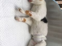 -灵美宠物诊所