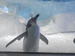 -海合安成都极地海洋公园