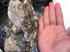 巴掌大的生蚝-千岛蚝高压锅生蚝·人参火锅(白云万达店)