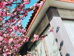 -高东镇樱花园