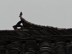 -金谷域澳洲庄园