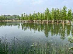 -白鹭湾湿地公园