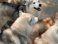 -TrueLove @ Neverland (Husky Cafe)