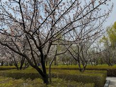 -群力丁香公园