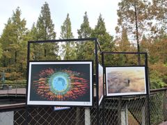 -黄海国家森林公园