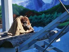 -西霞口神雕山野生动物世界