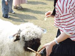 -金鸡湖桃花岛