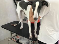 -翊宠yipet猫狗购宠庄园犬舍•猫舍