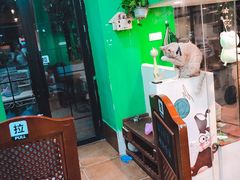 -李小姐の猫咖啡馆(五角场店)