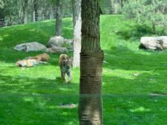 -北京野生动物园