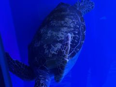 -成都浩海立方海洋公园