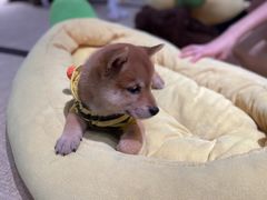 -逗柴咖啡屋·狗咖猫咖宠物桌游