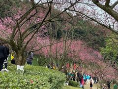 -重庆彩云湖湿地公园