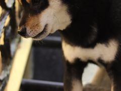 -喜柴咖啡·柴犬狗咖