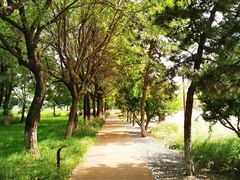 -汉长安城未央宫国家考古遗址公园