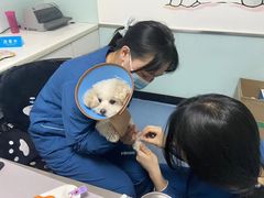 -特一安24小时宠物医院·骨科·中兽医