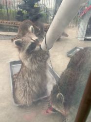 -萌宠亲子动物乐园(槐房万达店)