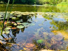 -上海共青森林公园