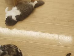 -喵八撸猫馆