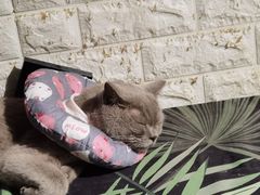-平行世界·猫咖(首经贸店)