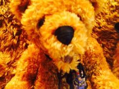 泰迪熊博物馆-济州岛泰迪熊博物馆