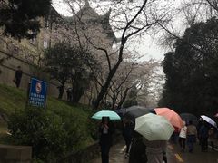 -武汉大学-樱园