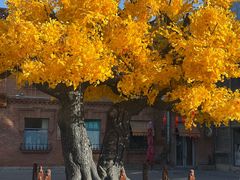 -中华巴洛克风情街