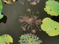 -映月湖公园