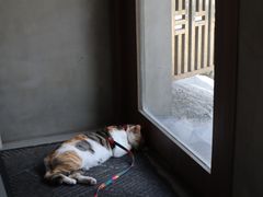 -Again Coffee Roaster(香蜜湖店)