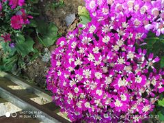 -合肥滨湖国家森林公园